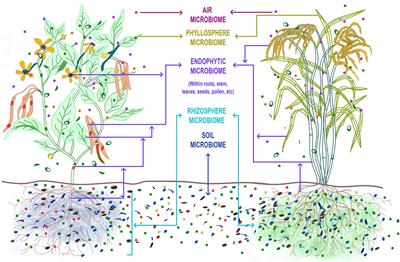 Microbiome Selection Could Spur Next-Generation Plant Breeding Strategies